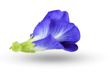 Butterfly Pea